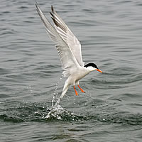 Common Tern fishing