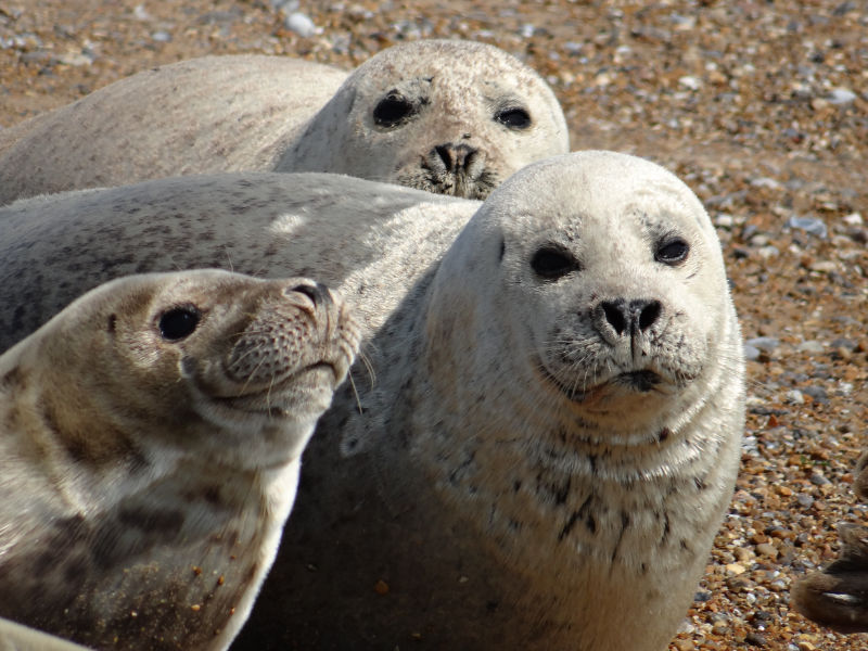Close up of three Common Seals on the beach