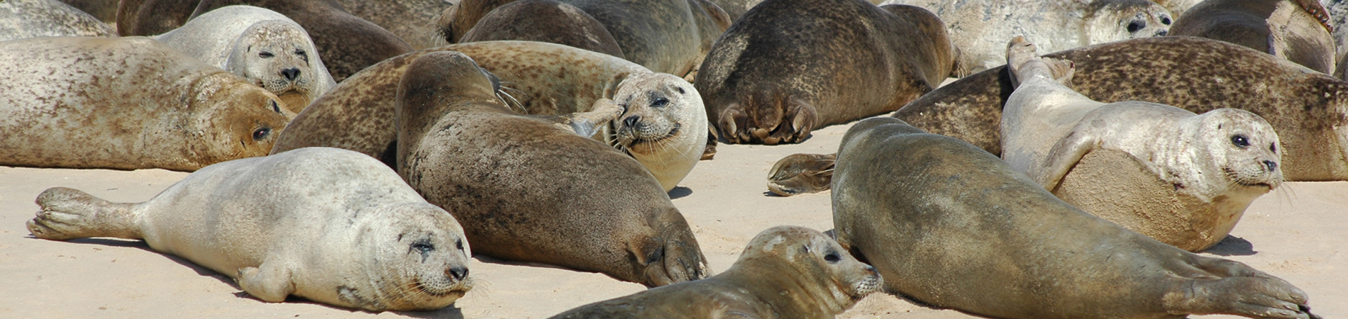 Common Seals hauled out on Blakeney Point