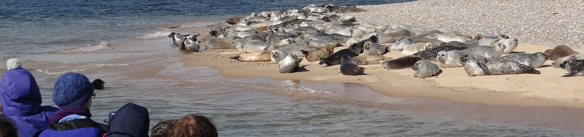 Passengers up close to the Seals at Blakeney Point