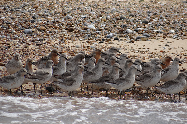 A flock of Dunlin on the shore line