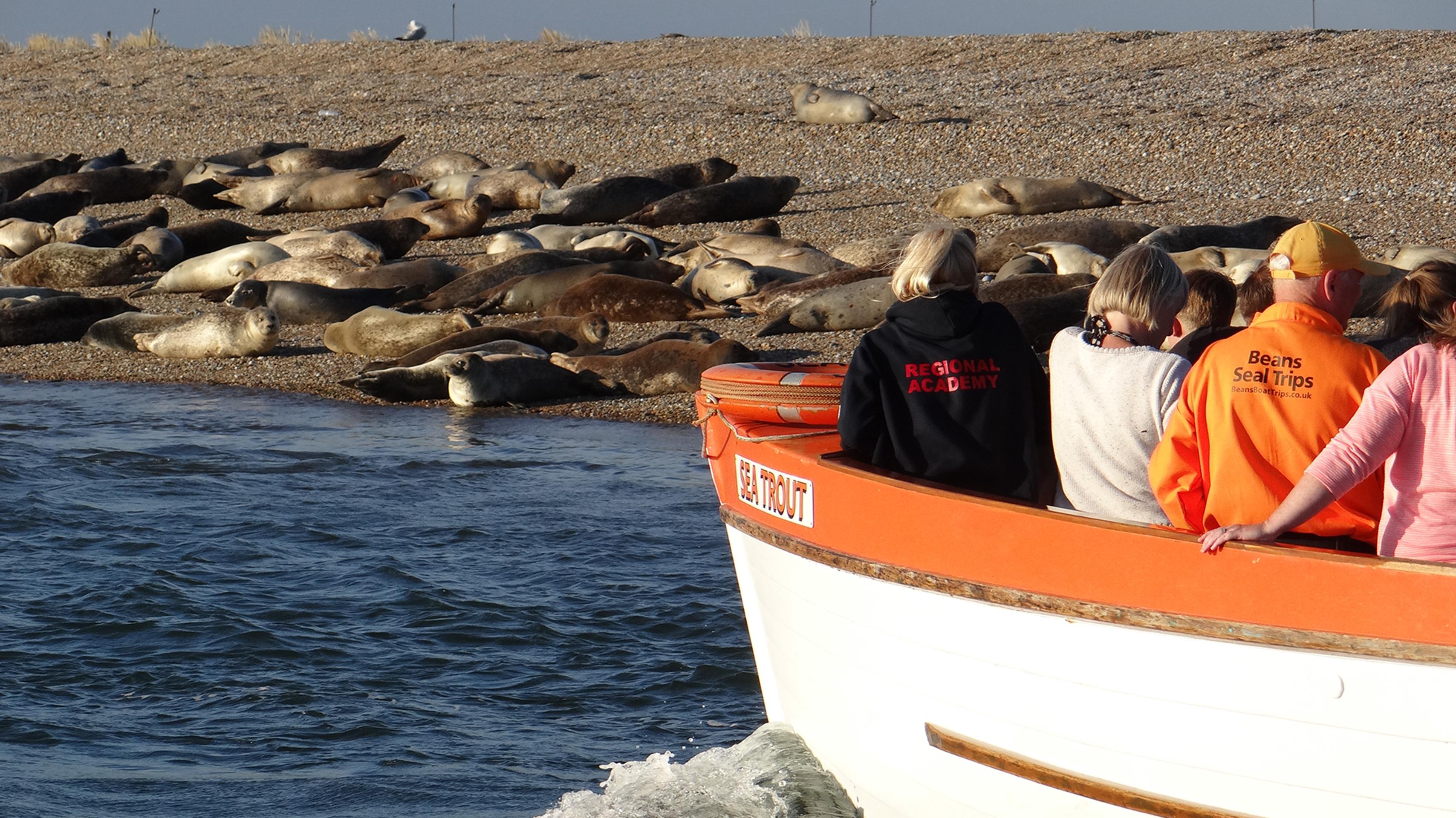 Beans Boats getting close to the seals at Blakeney