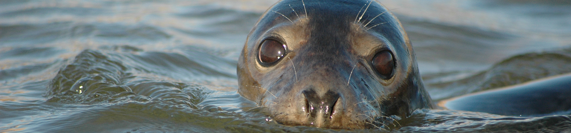 Young Grey Seal in the water